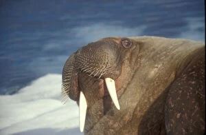 Images Dated 26th October 2009: Arctic, Svalbard, Walrus being freindly