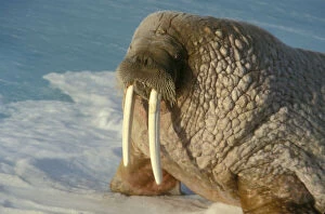 Arctic, Svalbard, Walrus with long tusks