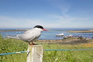 Tern Gallery: Arctic Tern