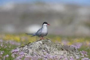 Images Dated 16th June 2014: Arctic Tern