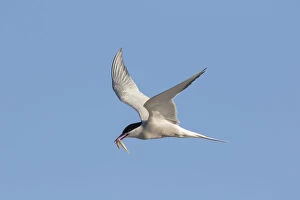 Tern Gallery: Arctic Tern - adult bird in flight with a fish - Germany