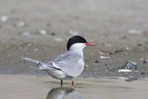 Tern Gallery: Arctic Tern - adult bird - Germany
