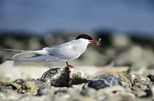 Arctic Tern - adult with shrimp in beak
