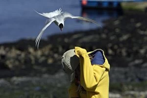 Arctic Tern - attacking tourist during breeding season
