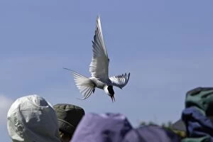 Images Dated 2nd June 2006: Arctic Tern - attacking tourists during breeding