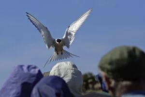 Images Dated 2nd June 2006: Arctic Tern - attacking tourists during breeding season