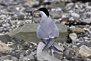 Arctic Tern - backview with fish in beak