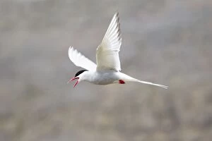 Arctic Tern - calling in flight defending territory