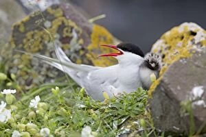 Arctic Tern with chick
