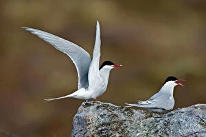 Scandinavia Collection: Arctic Tern - Displaying on tundra to mate - June - Varanger - Arctic Norway