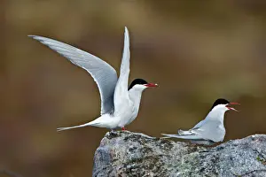 Scandinavia Prints: Arctic Tern - Displaying on tundra to mate - June - Varanger - Arctic Norway