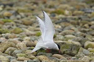 Arctic Tern - feeding on sand hoppers