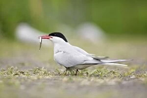 Tern Gallery: Arctic Tern with fish