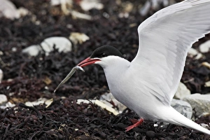 Images Dated 2nd June 2007: Arctic Tern - with fish in beak. Varanger fjord - Norway