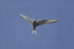 Images Dated 21st June 2012: Arctic Tern - in flight