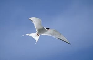 Tern Gallery: Arctic Tern - in flight