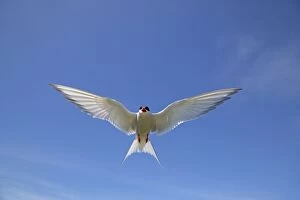 Tern Gallery: Arctic Tern in flight