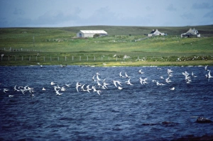 Images Dated 20th January 2011: Arctic Tern - in flight
