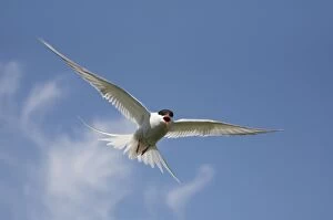 Images Dated 21st June 2007: Arctic Tern - in flight calling - June - Farne Islands - Northumberland - England