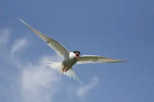 Arctic Tern - in flight calling - June - Farne Islands - Northumberland - England