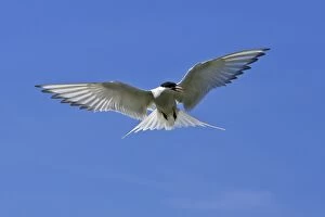 Arctic Tern - in flight hovering, Farne Islands