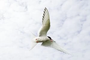 Images Dated 5th June 2006: Arctic Tern - in flight above nest site
