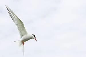 Arctic Tern - in flight above nest site