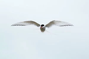 Arctic Tern - in flight white sky