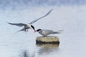 Images Dated 15th June 2012: Arctic Tern - food pass