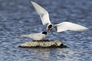Images Dated 15th June 2012: Arctic Tern - food pass