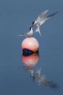 Images Dated 27th May 2012: Arctic Tern - food pass on buoy