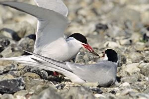 Arctic TERN - Greeting ceremony. Pair at nest, courtship feeding
