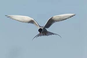 Images Dated 15th June 2012: Arctic Tern - hunting for food