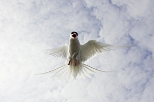 Images Dated 5th June 2006: Arctic Tern Iin flight above nest site Inner Farne Island, Northumberland. England. UK