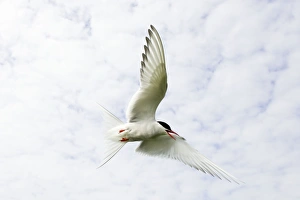Images Dated 5th June 2006: Arctic Tern Iin flight above nest site Inner Farne Island, Northumberland. England. UK