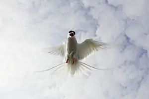 Migrant Prints: Arctic Tern Iin flight above nest site Inner Farne Island, Northumberland. England. UK