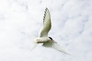 Migrant Prints: Arctic Tern Iin flight above nest site Inner Farne Island, Northumberland. England. UK