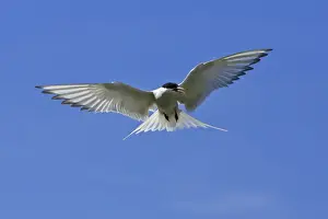 Arctic Tern-in flight hovering, Farne Islands, Northumberland UK