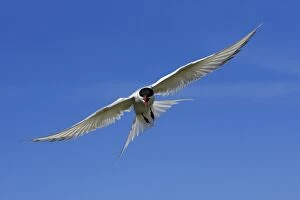 Images Dated 2nd June 2006: Arctic Tern-in flight showing aggression, Farne Islands, Northumberland UK