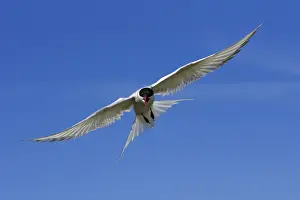 Arctic Tern-in flight showing aggression, Farne Islands, Northumberland UK