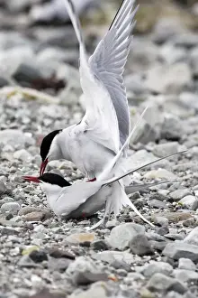Arctic Tern - pair mating. Varanger fjord - Norway