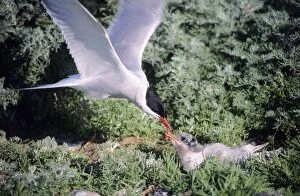Arctic TERN - Parent bird feeding fledgling