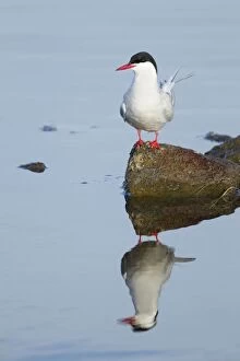 Arctic Tern - with reflection