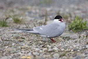 Arctic Tern - Resting on shingle