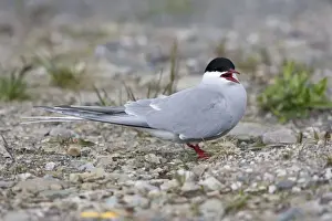 Lapland Prints: Arctic Tern - Resting on shingle - June -Varranger Arctic Norway