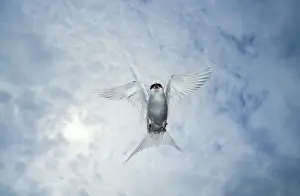 From Below Prints: Arctic Tern - showing aggresion - Farne Island - Nurthumberland - UK