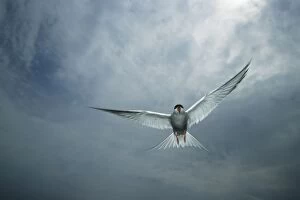 Arctic Tern - Showing aggression towards intruder