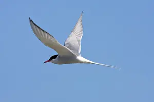 Hebrides Prints: Arctic Tern - Single adult in flight, North Uist, Outer Hebrides, Scotland, UK