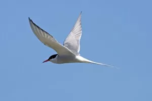 Arctic Tern - Single adult in flight, North Uist