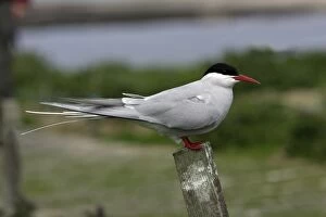 Images Dated 3rd June 2006: Arctic Tern-sitting on post, Farne Islands, Northumberland UK